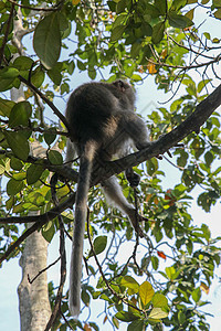 成年猴子坐在乌布德圣猴前角的树枝上团体野生动物荒野猿猴热带旅行森林丛林哺乳动物公园图片