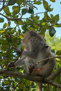 成年猴子坐在乌布德圣猴前角的树枝上猕猴哺乳动物团体动物园公园丛林旅行家庭热带野生动物图片