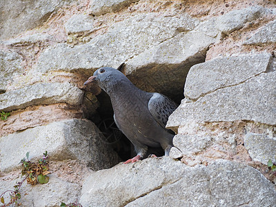 家养鸽动物家鸽石头建筑学羽毛鸽子岩石图片