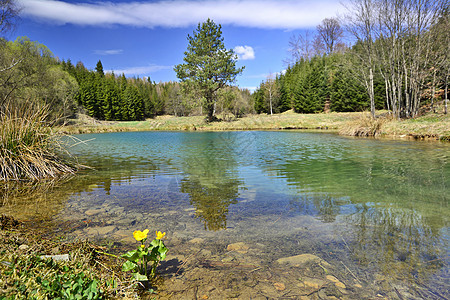 春春时森林中的池塘 波兰假期叶子风景美丽荒野公园植物场景季节反射图片