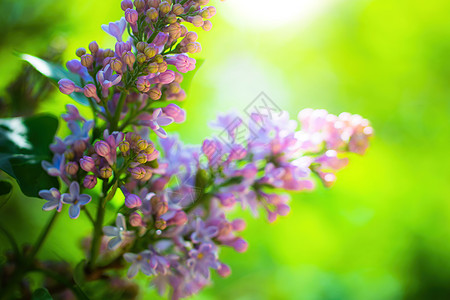 在阳光明媚的一天 开着花环的分枝植物背景花朵野生动物枝条生长季节公园花瓣荒野图片