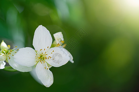春月时带白茉莉花花瓣绿色花朵花束白色叶子白花衬套植物晴天图片