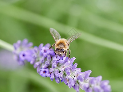 蜜蜂在紫色薰衣草花上的特写花蜜海浪野生动物力量蜂巢花粉养蜂人动物生物团队图片