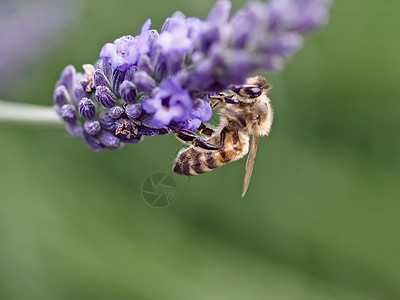 蜜蜂在紫色薰衣草花上的特写力量食物生态漏洞花园养蜂人标志野生动物花粉生物图片