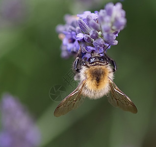 紫色薰衣草花上一只不起眼的蜜蜂的特写蜂窝动物花园花粉食物标志多样性海浪翅膀力量图片