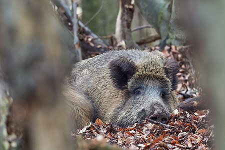 秋天躺在森林里的野猪家族 Sus scrofa 荒野中危险的攻击性动物的视图 自然界中动物危险的概念 哺乳动物在自然栖息地收费耳图片