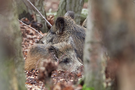 秋天躺在森林里的野猪家族 Sus scrofa 荒野中危险的攻击性动物的视图 自然界中动物危险的概念 哺乳动物在自然栖息地生物野图片