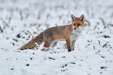 红狐狸与一只灌木尾巴隔绝在清新降雪的白背景狩猎中眼睛警觉荒野下雪捕食者沙丘动物哺乳动物场景食肉图片