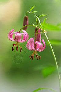 绿色模糊背景的美丽的鲜花花朵图片