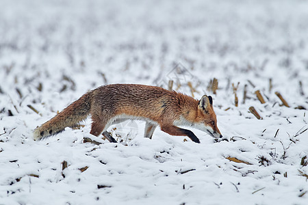 红狐狸与一只灌木尾巴隔绝在清新降雪的白背景狩猎中胡须荒野濒危动物猎人幼兽眼睛哺乳动物野生动物警觉豹高清图片素材