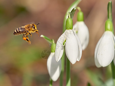 图斯克雪滴上的蜜蜂蜜蜂 加兰图斯尼瓦利斯草地航班野花昆虫植物群摄影枝条植物飞行花蜜背景