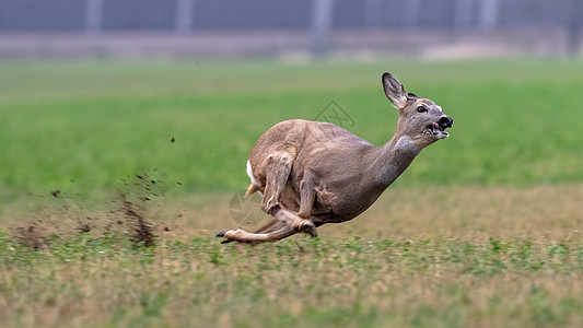 在自然的夏季草原上 冲刺小鹿(角头)图片