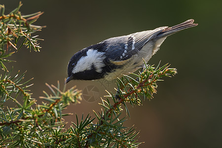 煤山雀 (Parus ater) 坐在松枝上 在清晨的阳光和橙色背景中的可爱鸣禽 树干上美丽 白色 不可食用的真菌 树皮长出毒蘑图片