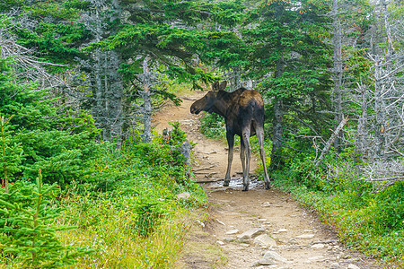 Moose 布列顿角高地国家公园人行道新星风景旅游踪迹天际驼鹿远足公园路线图片