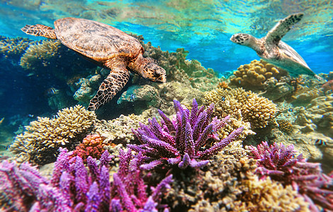 绿海龟在珊瑚礁上游泳图片