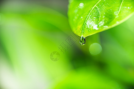 叶子在模糊的绿色植物 b 上特写绿叶的自然观背景宏观季节公园环境生长阳光墙纸植物树叶图片