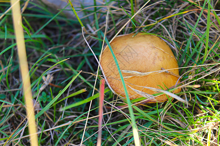 一种棕色蘑菇 在草地上生长着草图片