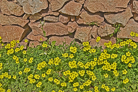 开花的奥萨利斯豆岩价格的索瑞尔角再次长出野外野花干石保护区水平荒野黄色花朵图片