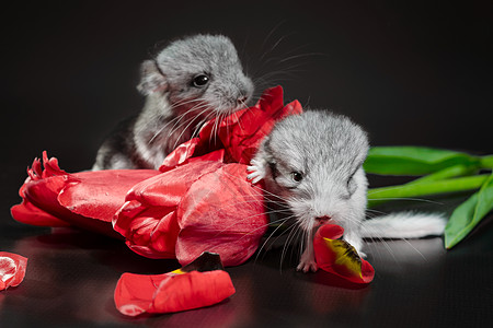 两只新生的 带郁金花蕾 深暗背景的小牛婴儿幼崽红色花束宠物黑色深色老鼠郁金香图片