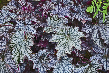 在花园边界的 Heuchera '黑莓酱' 装饰性树叶背景图片