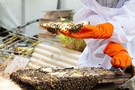 身穿白色防护服的亚洲养蜂人正在处理装满金黄色蜂蜜的蜂巢 养蜂人在花园里采蜜 养蜂概念商业蜜蜂蜂窝蜂房农业帽子套装工作危险养蜂业图片