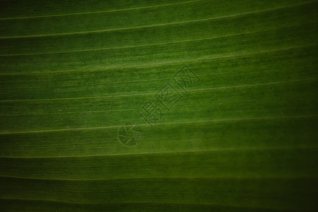 特写了香蕉叶纹理抽象背景生活季节公园香蕉生长植物树叶生态森林静脉图片