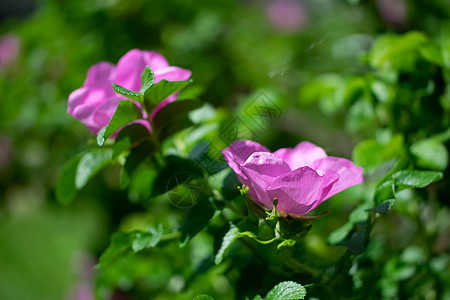 玫瑰果油粉红野玫瑰春日蔷薇虞美人衬套粉色野玫瑰荒野植物野蔷薇叶子花瓣背景