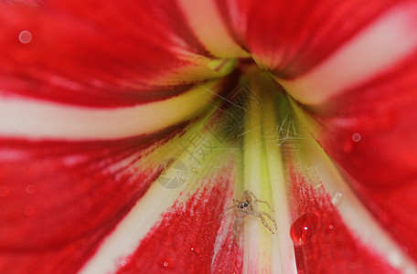 红美玉花中的小蜘蛛图片