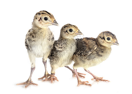 工作室的年轻雌鸡野生动物野鸡猎鸟小鸡动物图片