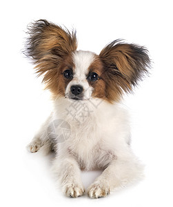演播室里的帕皮隆狗宠物长发动物耳朵工作室三色图片