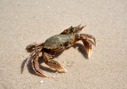 黑海沙岸上的活螃蟹图片
