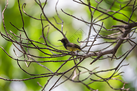在一棵树上登天的鸟类荒野男性动物羽毛栖息恐慌花斑公园太阳鸟野生动物图片