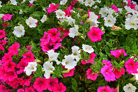 紧闭的花朵Petunia混合型植物群紫色花瓣生长宏观花园叶子植物花束公园图片