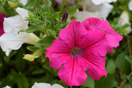 紧闭的花朵Petunia混合型公园花瓣植物学季节植物紫色植物群花束园艺花园图片