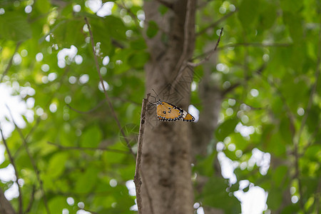 树上的橙蝴蝶太阳背景翅膀农村美丽昆虫花园绿色季节野生动物图片