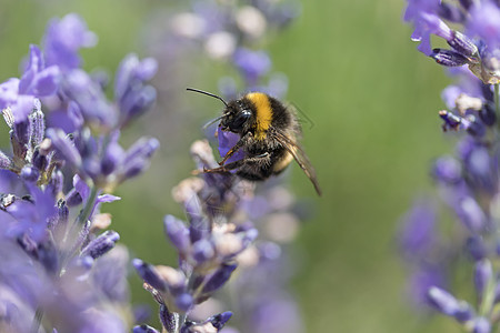 白菜花上的黄蜜蜂 紧贴的花朵植物群宏观薰衣草动物翅膀花瓣野生动物蜂蜜熊蜂昆虫图片