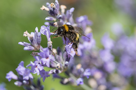 紫色花朵缝合时闪闪的蜜蜂动起来背景图片