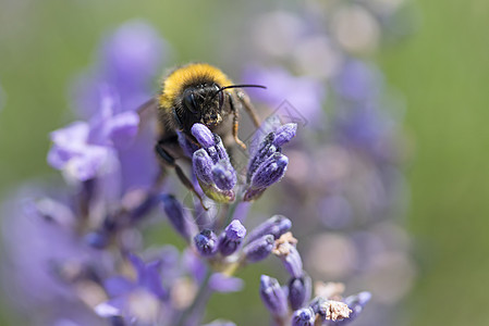 白菜花上的黄蜜蜂 紧贴的花朵翅膀花园紫色昆虫植物蜂蜜花瓣熊蜂动物花蜜图片
