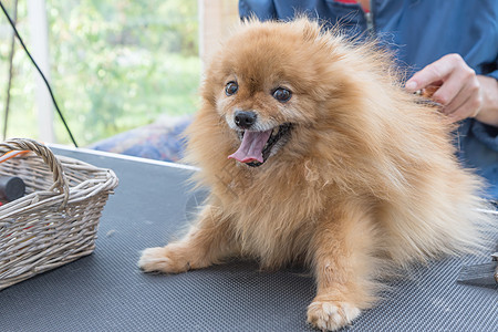微笑着的凝胶式波美拉尼亚德国史匹兹狗卫生犬类发型沙龙头发美容师毛皮桌子动物梳子图片