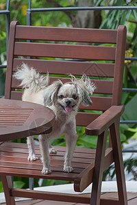 狗狗在椅子上那么可爱花园甲板旅游乐趣海滩阳光热带哺乳动物闲暇动物图片