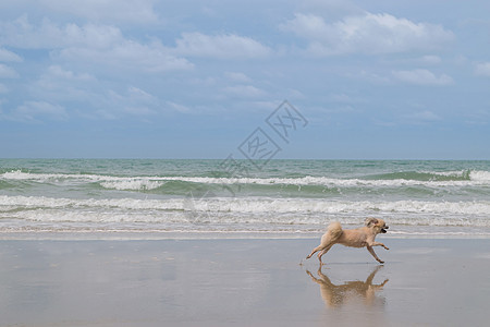 狗在海滩旅行哺乳动物朋友宠物乐趣动物白色跑步犬类甲板红色图片