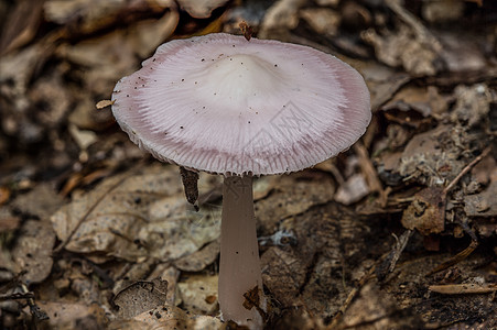 在树丛中的森林地板上的蘑菇房落叶林薄片森林土壤片状树叶叶子图片