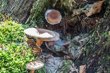 在枯木上的苔中的蘑菇蘑菇架苔藓棕色土壤绿色森林树干片状图片
