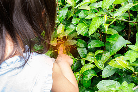 小亚洲女孩的肖像 在一个茶叶种植园采茶叶 而昆虫咬她的手背景图片