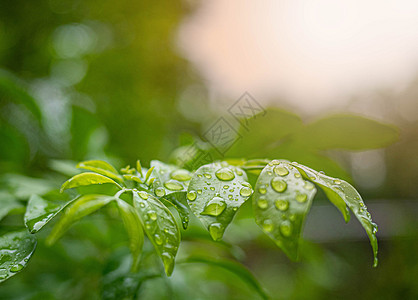 绿叶的分支与水滴在自然背景上我季节宏观热带叶子天气生长生活阳光公园植物图片