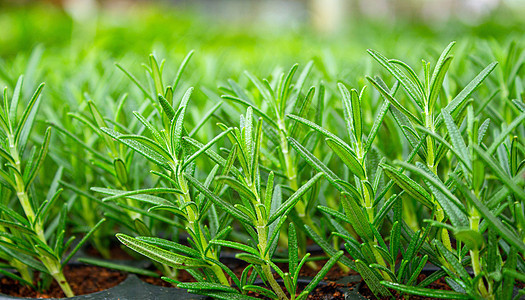 夏日在温室里生长的年轻植物 有选择性地聚焦种植园建筑学花园热带技术农场玻璃商业幼苗收成图片