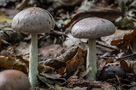 在枯萎的森林里站立着蘑菇土壤苔藓枯木绿色棕色树叶图片