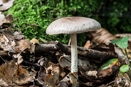 在枯萎的森林里站立着蘑菇土壤苔藓绿色枯木棕色树叶图片