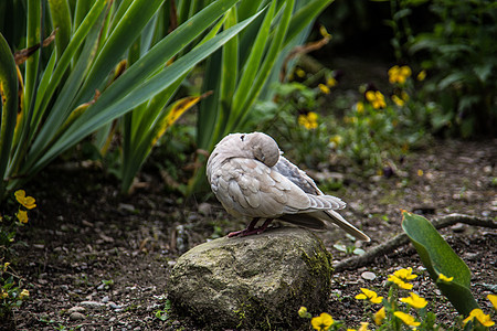在花园里笑白鸽子笑鸽鸟类绿色灰色打扫苍蝇白色草地羽毛尾羽背景图片