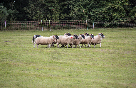 牧狗养的羊群羊毛牧羊犬工作边缘养殖羊肉草甸草地动物绿色图片